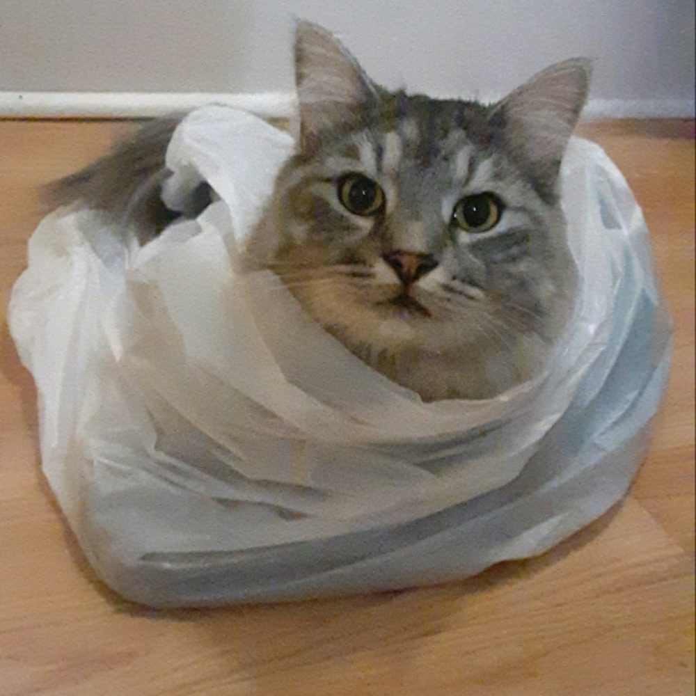 I've been a little wrapped up!